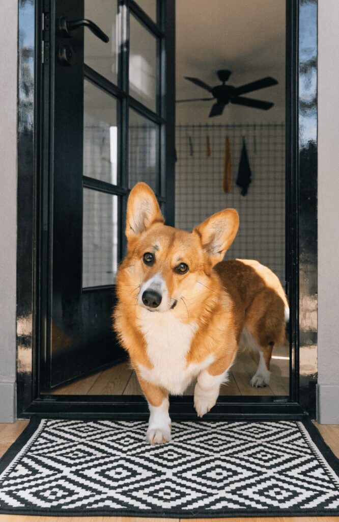 rug at indoor dog kennel entrance real photo
