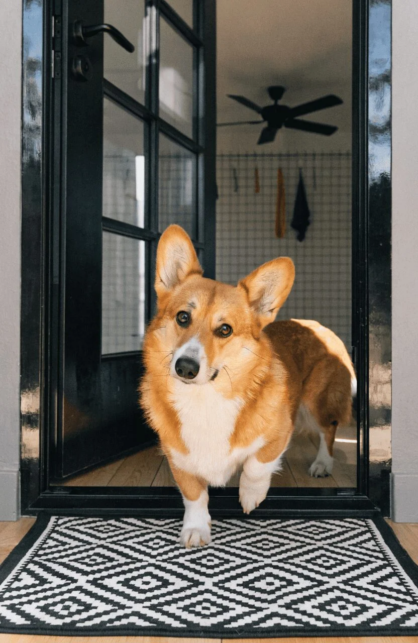 rug at indoor dog kennel entrance real photo