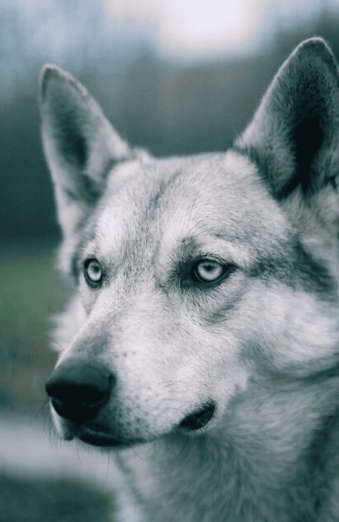 Saarloos Wolfdog gentle close up portrait showing sensitive expression
