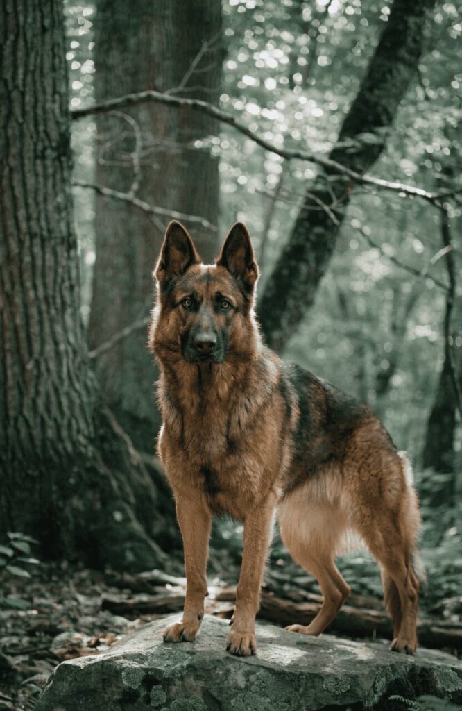 sable German shepherd brown variant standing alert