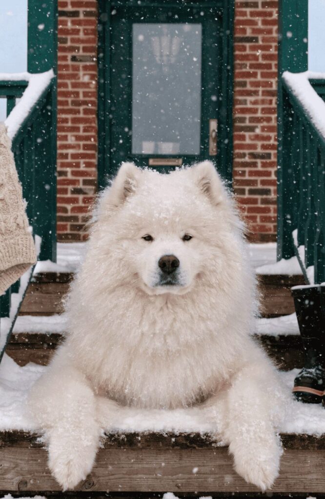 fluffy white Samoyed with soft pointy ears smiling on porch