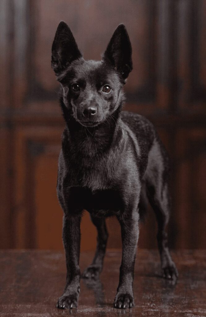 solid black Schipperke with wolf-like pointy ears