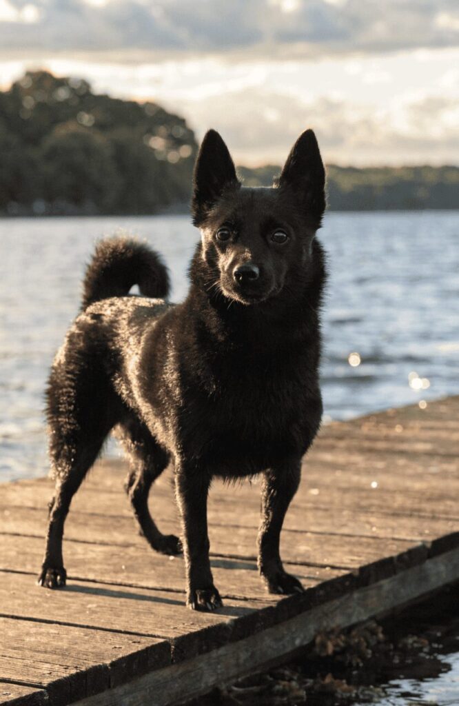 small black Schipperke dog with fox-like pointy ears
