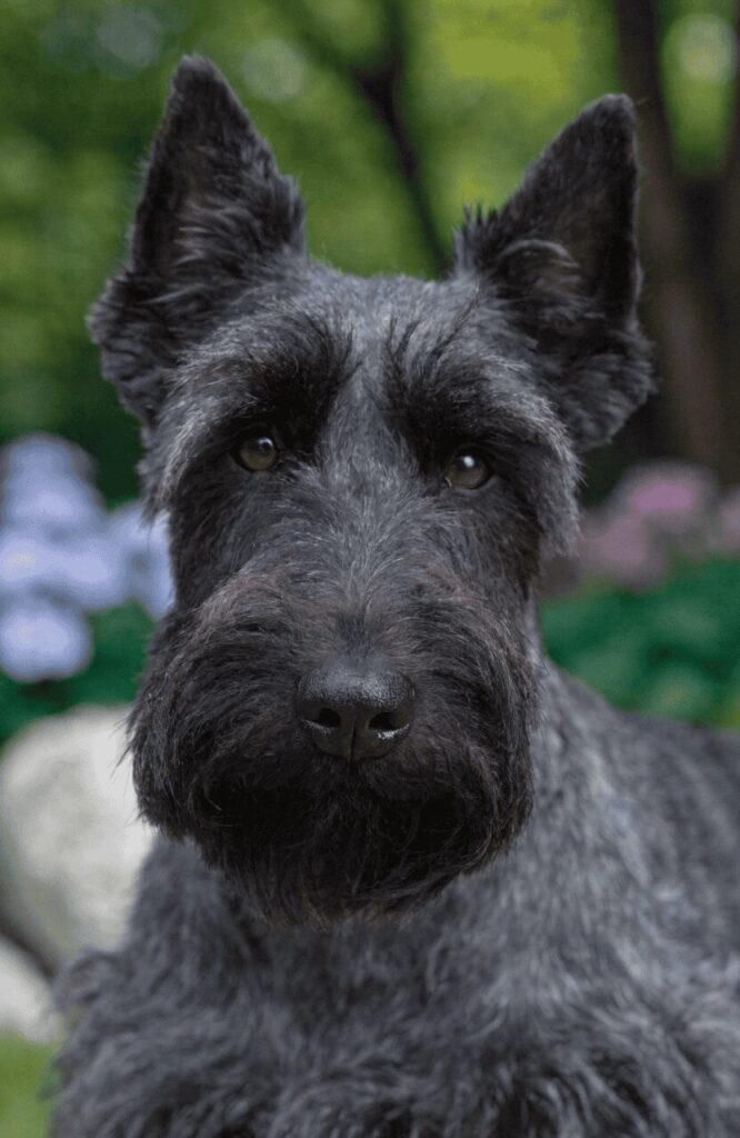 Scottish Terrier with black wiry coat and sharp ears