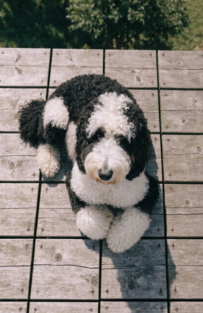 Sheepadoodle large fluffy dog natural light photo