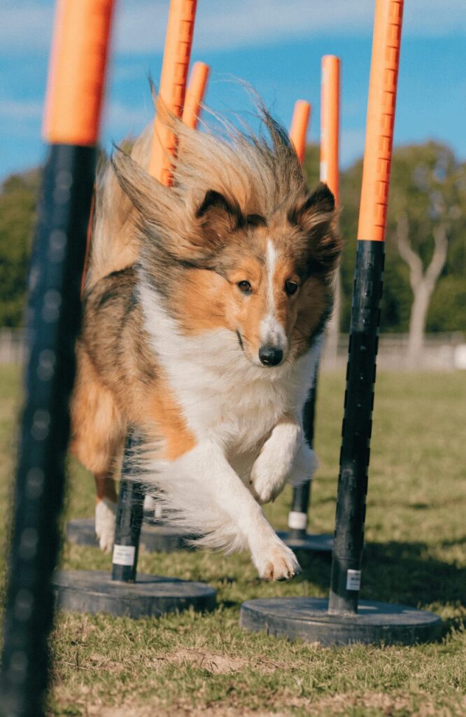 Shetland Sheepdog smart rescue dog breed