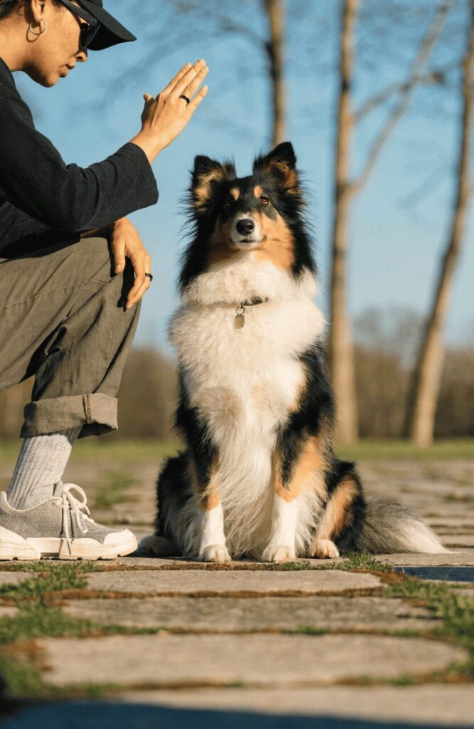Shetland Sheepdog miniature mastermind obedience training