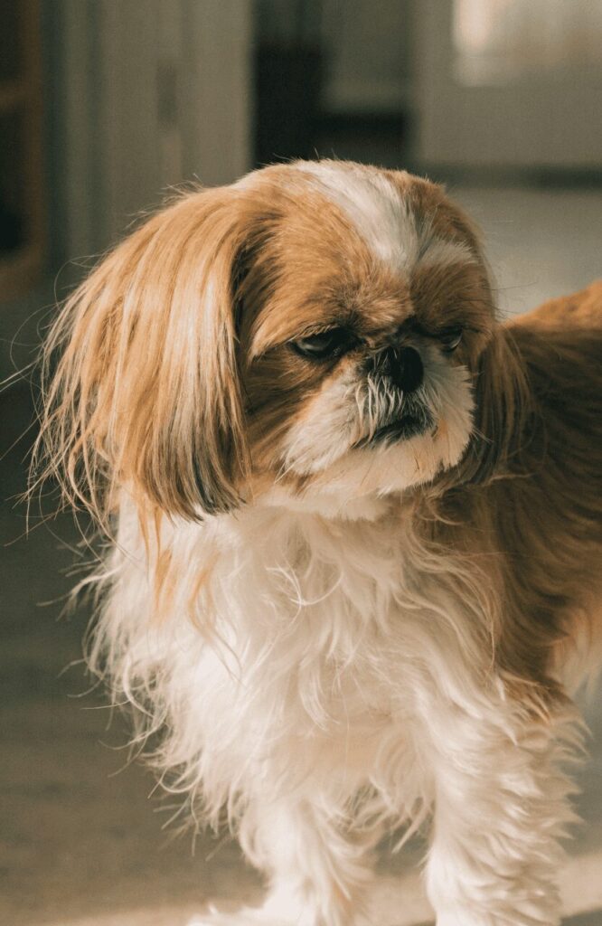 Shih Tzu sensitive aggressive small dog reaction
