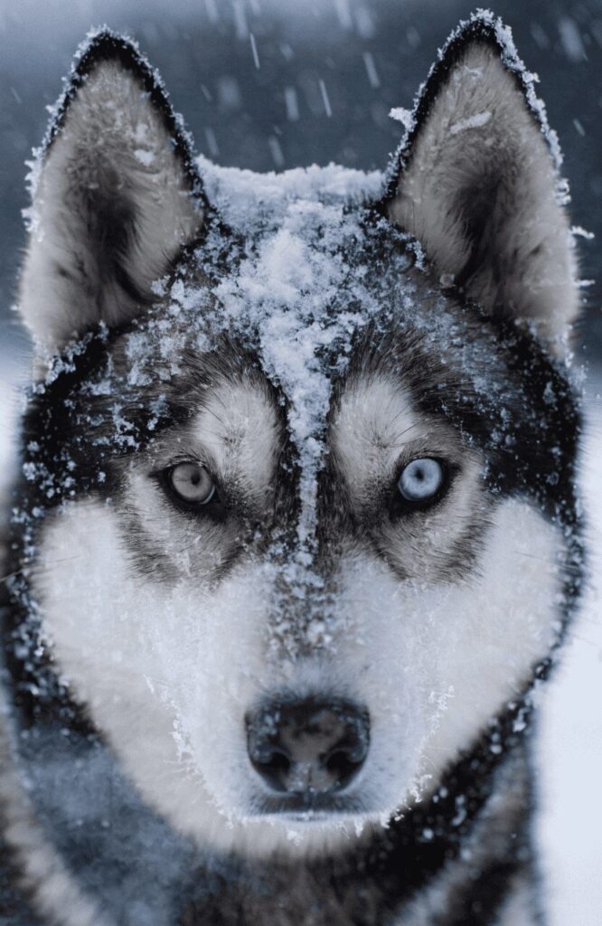 Siberian Husky with erect ears and striking eyes close up