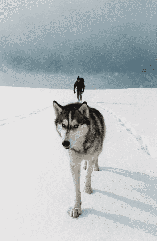 Siberian Husky on a winter wilderness trail as the ultimate adventure dog for cold weather hiking