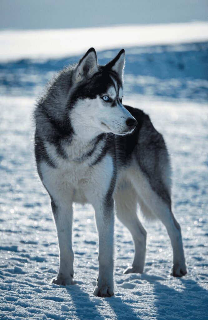 Siberian Husky predatory high prey drive dog
