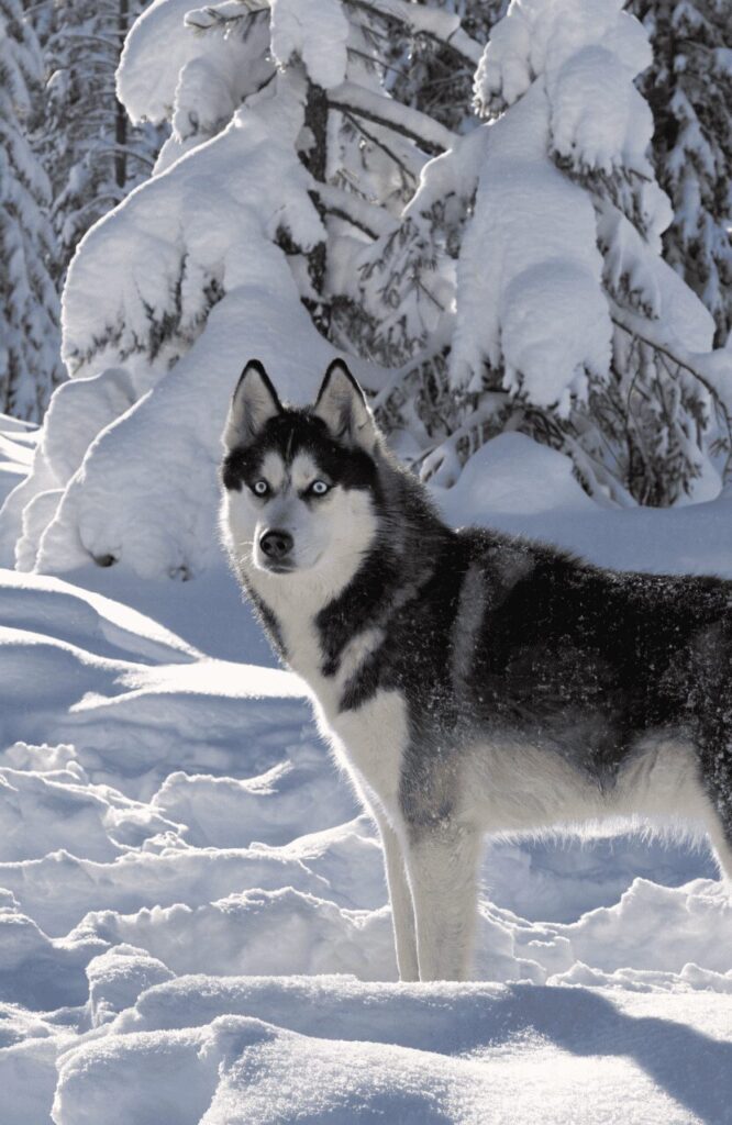 Siberian Husky wolf like dog with blue eyes in deep snow