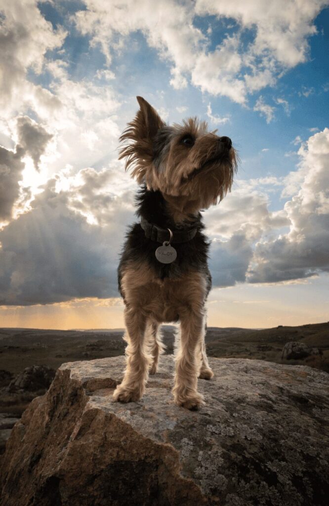 small but mighty dog names fierce tag photo