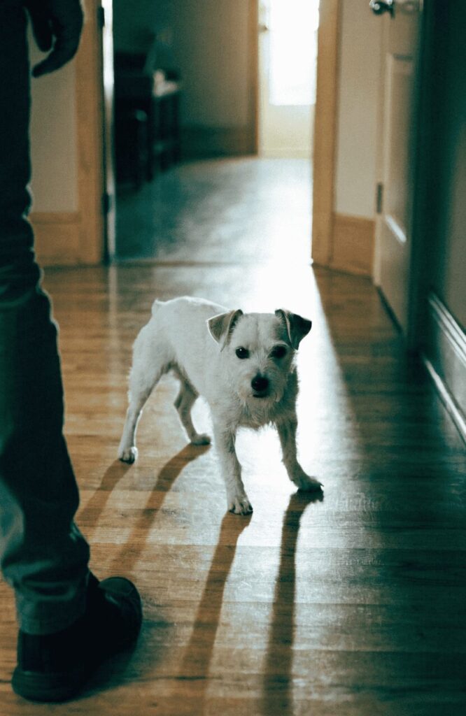 small dog aggression warning signs real life