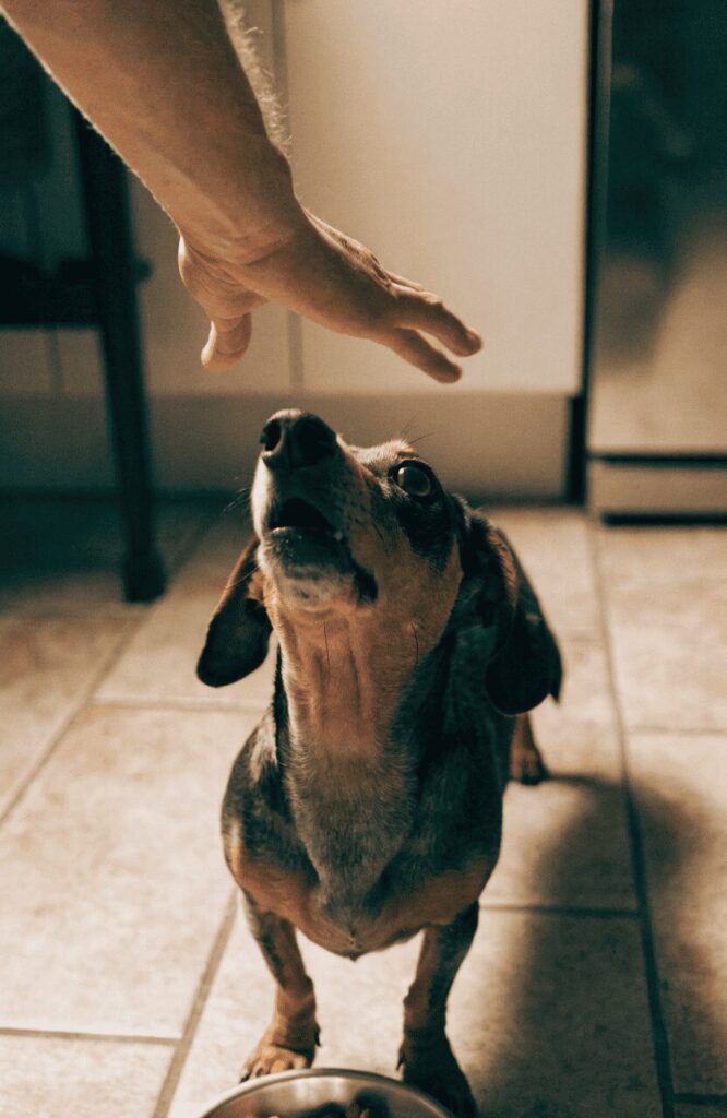 small dog aggression triggers real everyday situation
