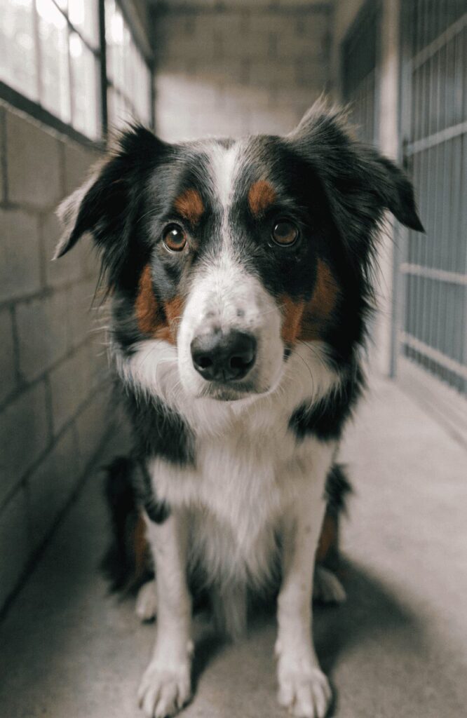 why smart dog breeds end up in shelters