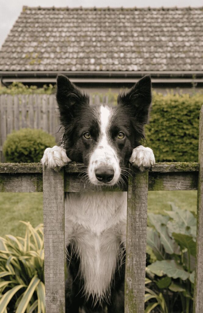 dark side bored smart dog escaping backyard fence