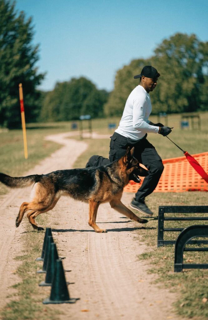 guard dog receiving structured training and mental stimulation