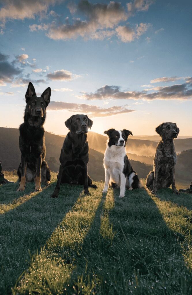 smart rescue dogs breed variety outdoor