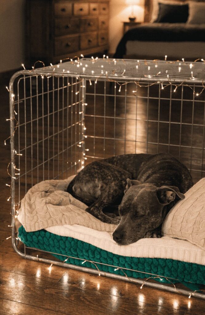 soft lighting inside dog kennel real photo