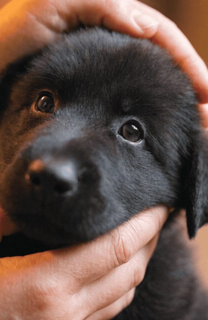 identifying solid black German Shepherd puppy no tan markings close up