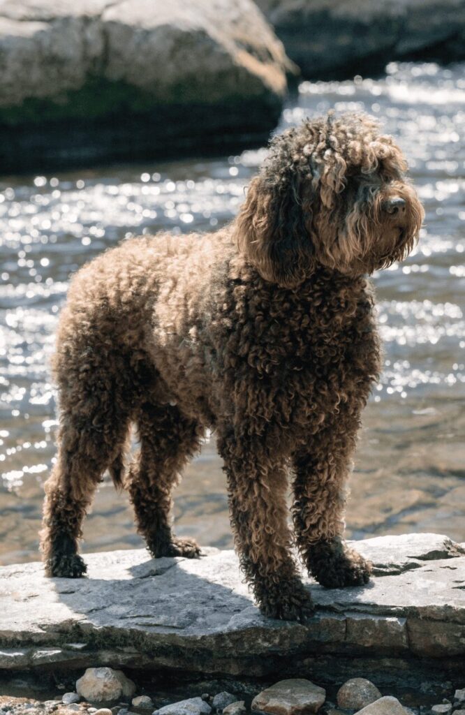 Spanish Water Dog woolly curly shaggy coat breed