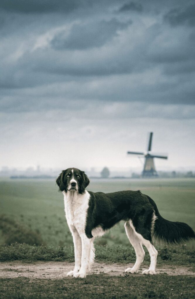 stabyhoun dutch rare breed in frisian landscape