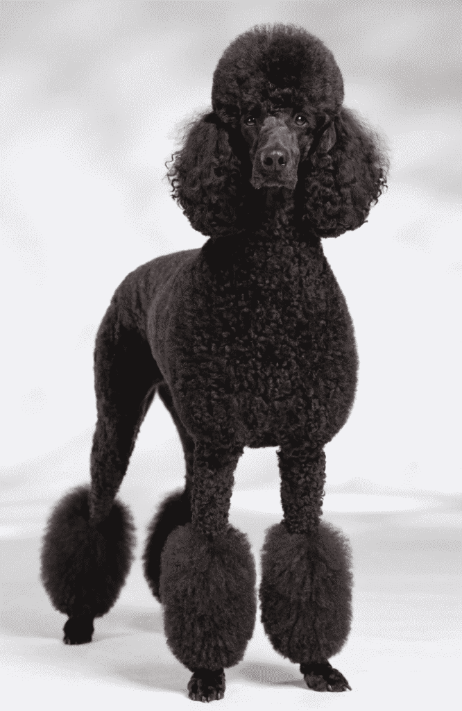 Standard Poodle large hairy dog with curly non-shedding coat