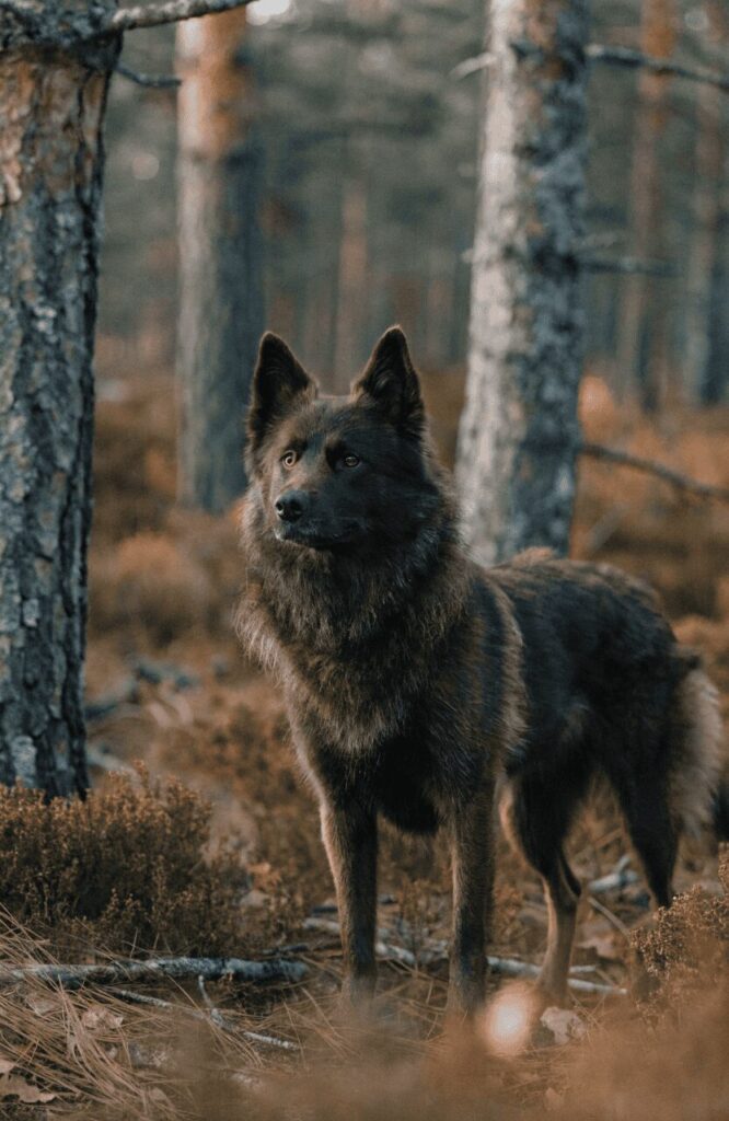 Swedish Lapphund with dark coat and wolf-like face in Scandinavian forest