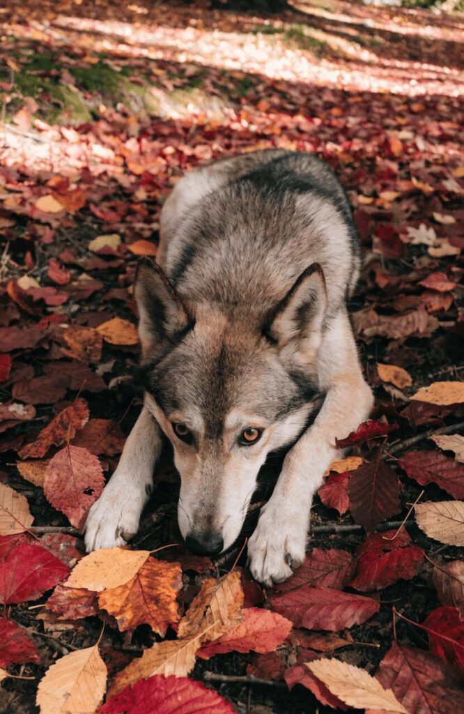 Tamaskan dog lying on autumn forest floor surrounded by fallen colored leaves