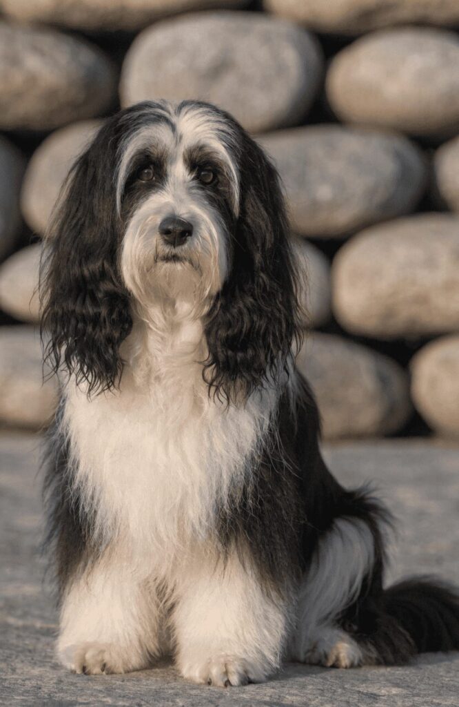 Tibetan Terrier long thick double coat mountain dog