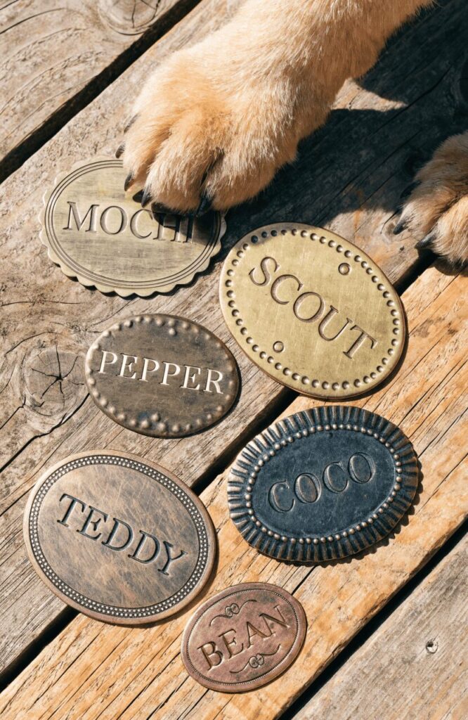 best names for small dogs name tags display