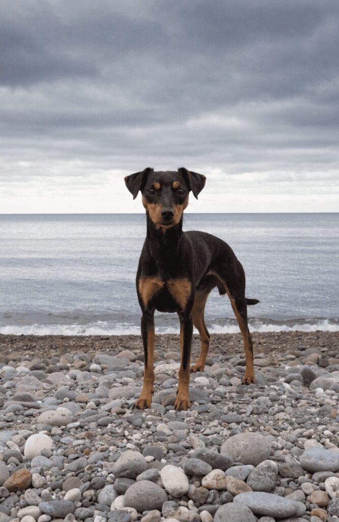 Toy Manchester Terrier standing on pebble beach shoreline
