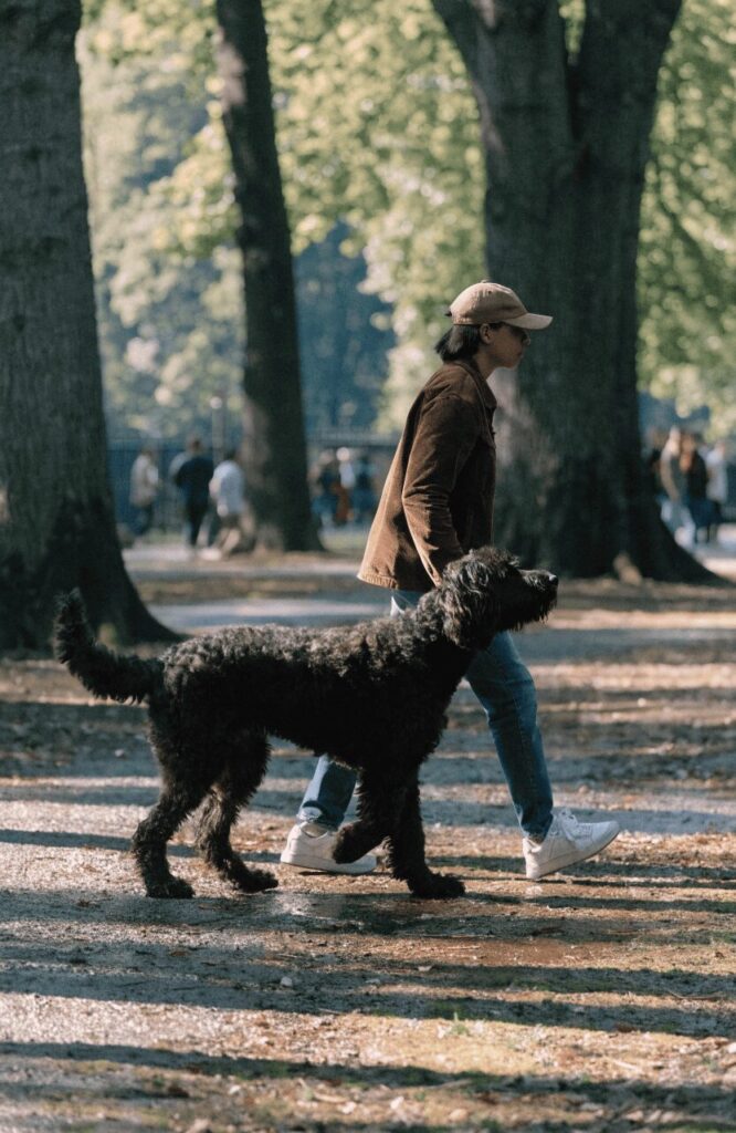training large mixed dog breeds in park candid