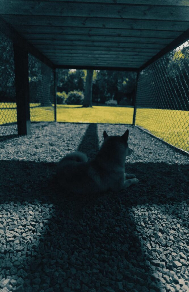 dog's perspective from inside a shaded under-deck dog run looking out