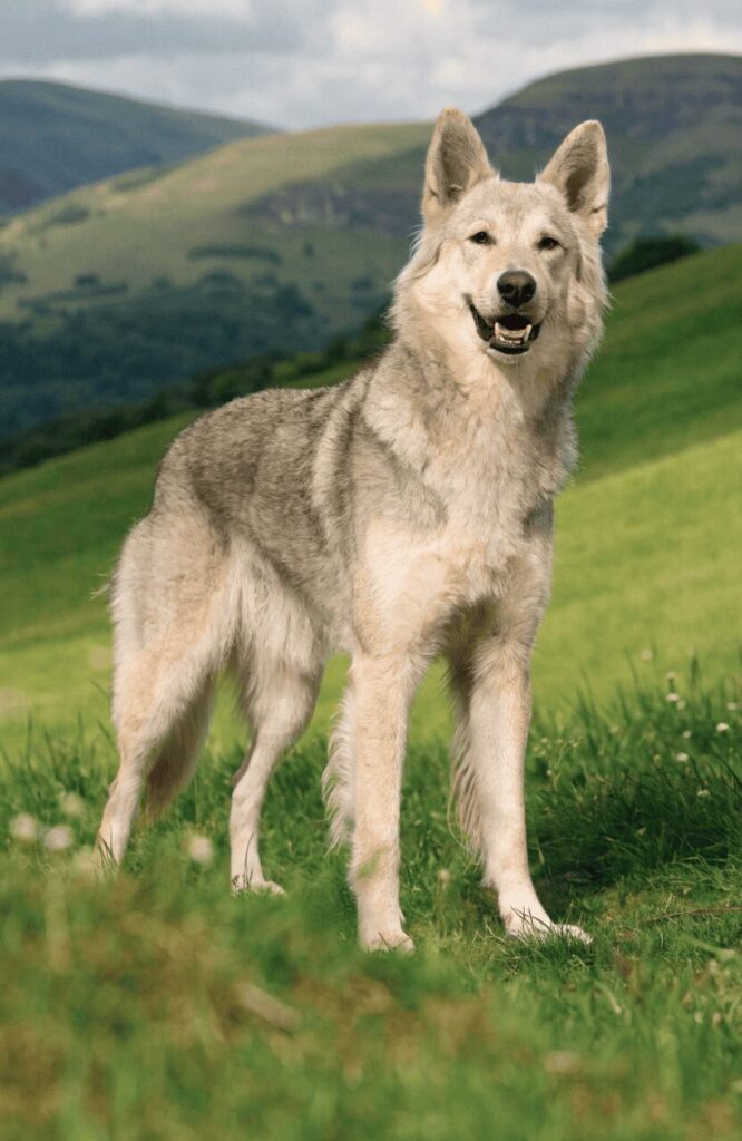 Utonagan dog with gray and cream coat in green British countryside