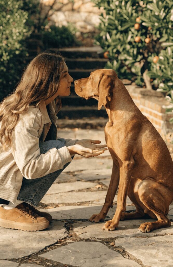 Vizsla gentle genius early training bonding session