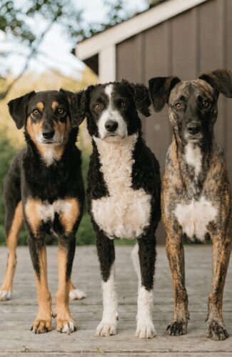 size comparison of large mixed breed dogs