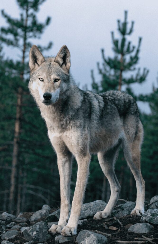 realistic wolf-dog hybrid outdoor wilderness photo