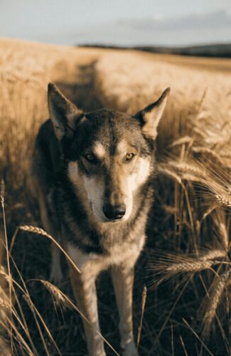 Wolf like dog standing in golden field showing physical wolf traits up close