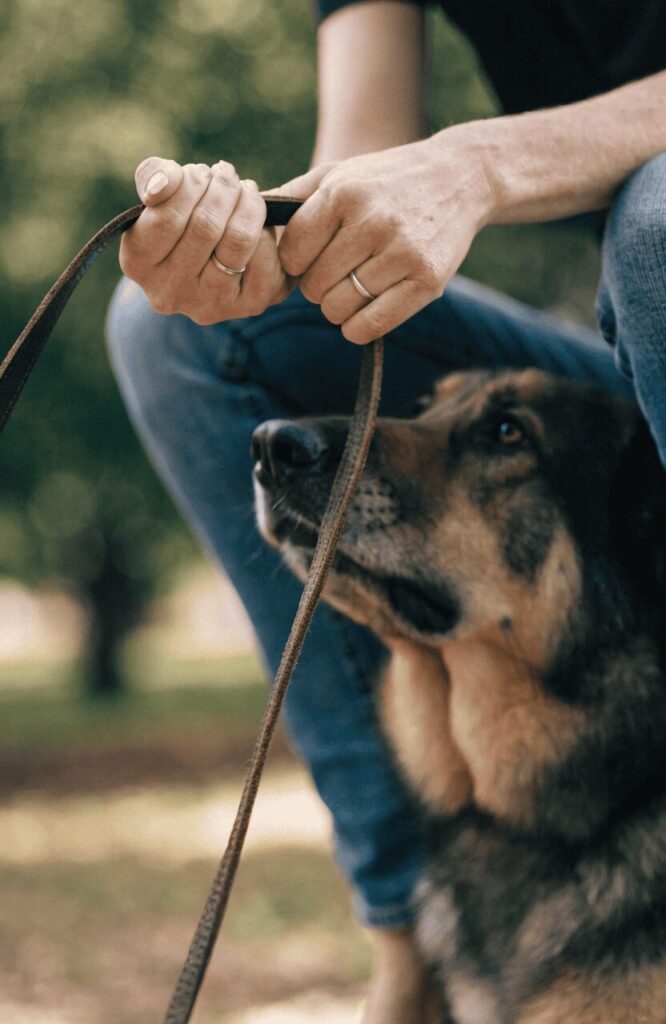 woman gripping a leash with a large guard dog beside her showing size contrast and physical handling reality