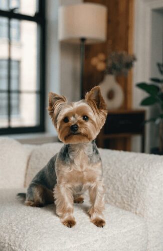 Yorkshire Terrier with small V-shaped pointy ears