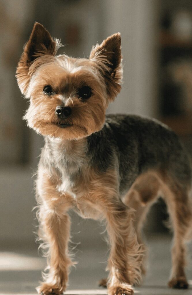 Yorkshire Terrier feisty small dog breed behavior