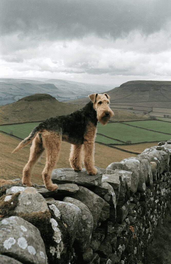 Airedale Terrier confident fearless dog in Yorkshire countryside