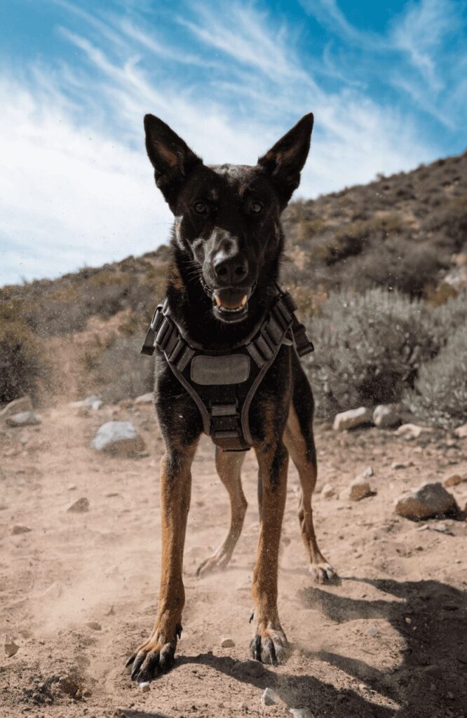 Belgian Malinois fearless K9 police working dog in field