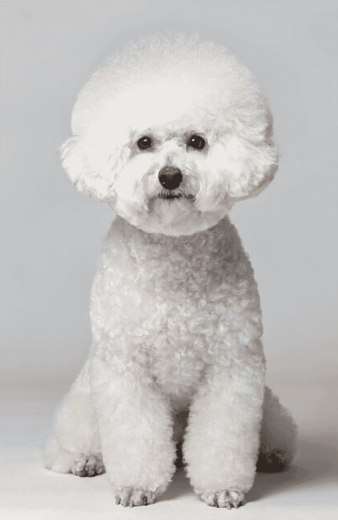 Bichon Frise fluffy white dog that looks like a teddy bear