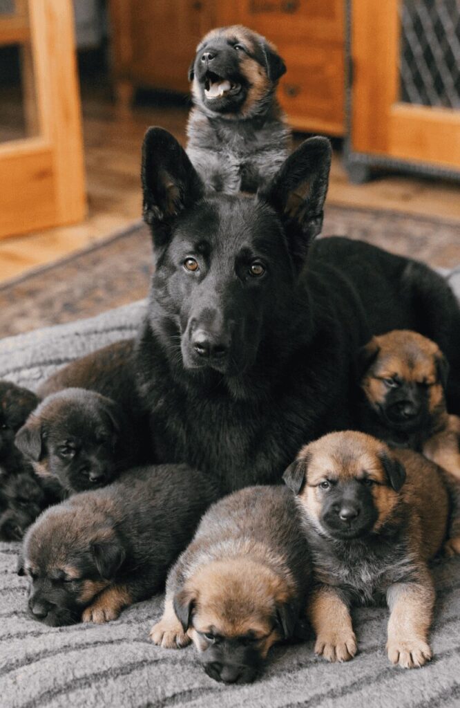 black German Shepherd mother with mixed color puppy litter
