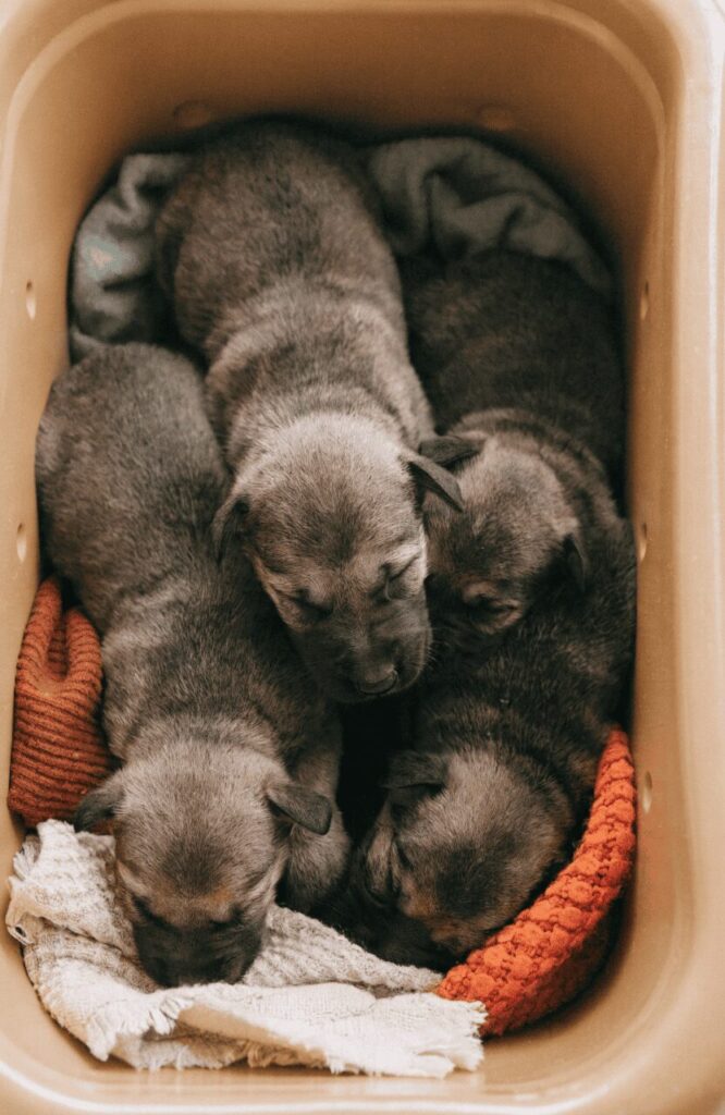 newborn German Shepherd puppies grey coat before color change