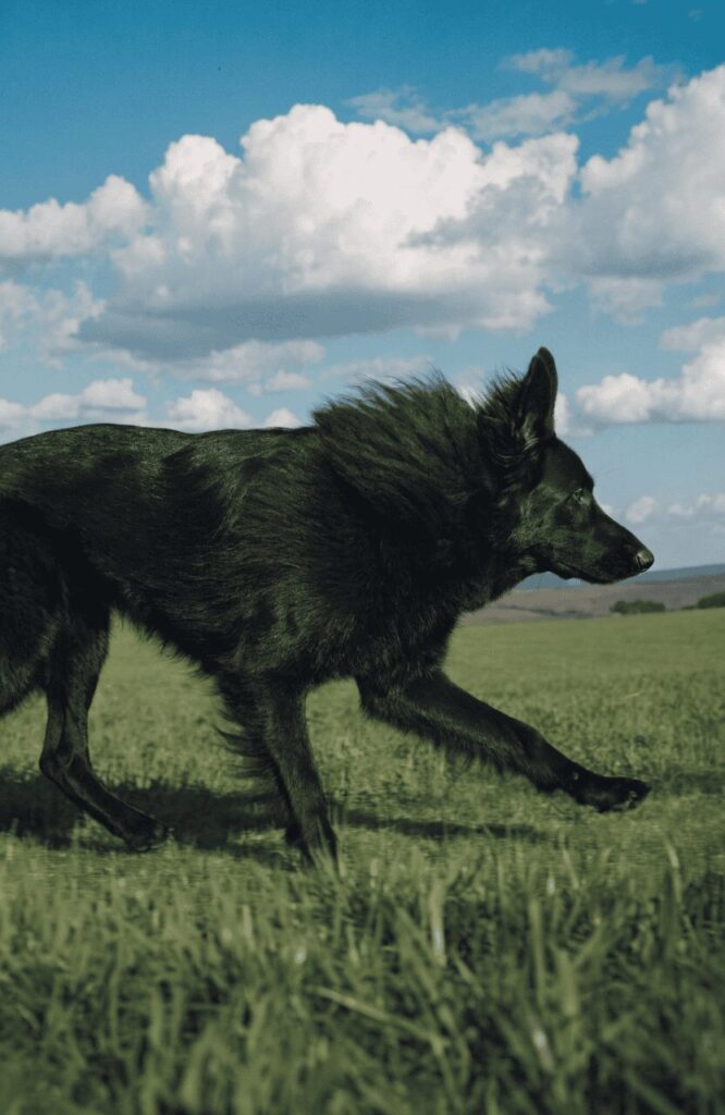 black GSD glossy coat sheen sunlight rare coloring