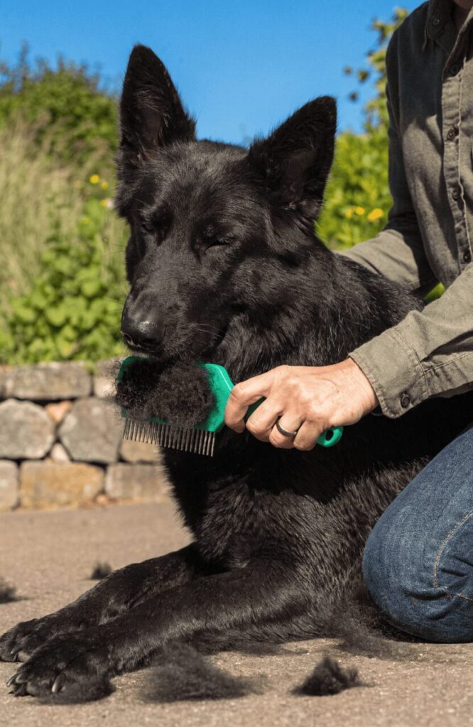owner grooming double coated GSD heavy shedder